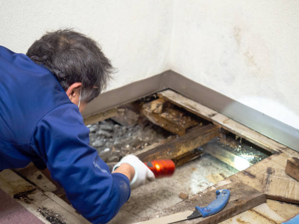 Best HVAC Mold Remediation in Santa Maria, CA