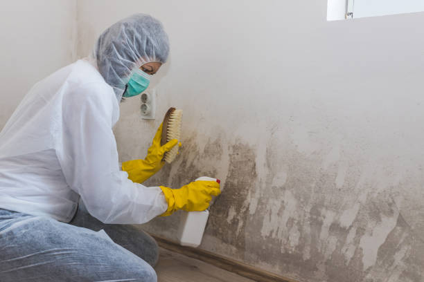 Best Crawl Space Mold Remediation in Santa Maria, CA