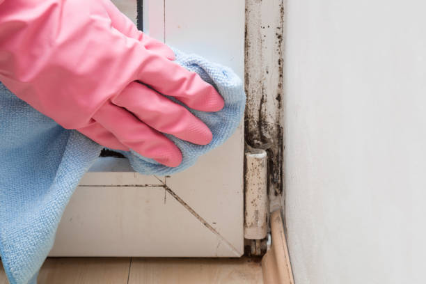 Best Post-Flood Mold Remediation in Santa Maria, CA