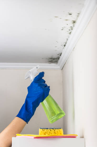 Best Preventive Mold Services in Santa Maria, CA