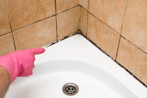 Best Residential Mold Remediation in Santa Maria, CA